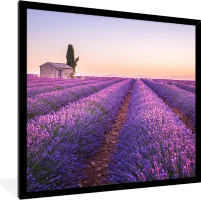 Produktbild von MuchoWow® Gerahmtes Poster Lavendel - Sonnenuntergang - Lila - Blumen 40x40 cm - Poster mit Schwarzem Bilderrahmen Wandposter Rahmen Foto Bilder - Mit Rahmen - Wanddekoration Schlafzimmer