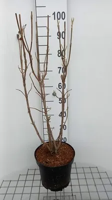 Zdjęcie produktu dla Viburnum lantana - Snowball 60-80 cm - Pojemnik