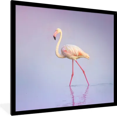 Produktbild von MuchoWow® Gerahmtes Poster Flamingo - Wasser - Rosa 40x40 cm - Poster mit Schwarzem Bilderrahmen Wandposter Rahmen Foto Bilder - Mit Rahmen - Wanddekoration Schlafzimmer