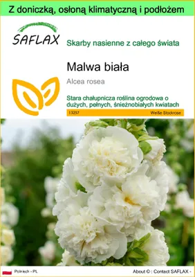 Zdjęcie produktu dla SAFLAX - Garden to go - Malwa biała - 100 Nasiona - Z doniczką, pokrywą klimatyczną i podłożem do uprawy - Alcea rosea