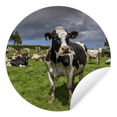Produktbild von MuchoWow® Runde Wandtattoo - Wandsticker Tapete Aufkleber Kühe - Tiere - Friesisch Ø 50 cm Selbstklebend und Repositionierbar - Wandaufkleber - Kreis - Wand Kreis - Wand Bild - Foto Tapete - Selbstklebende - Wohnzimmerdekoration - Wand Dekoration - Kinderzimmer