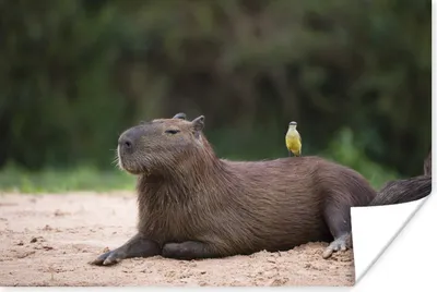 Produktbild von MuchoWow® Poster Ein Capybara mit einem kleinen Vogel darauf 60x40 cm - Schlafzimmerdekoration