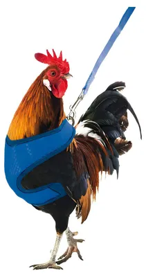 Obrázok produktu pre Gaun Chicken Vest
