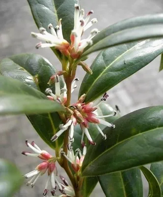 Produktbild von Schattenblume - Himalaya-Schleimbeere - Sarcococca hookeriana var. humilis - 15-20cm