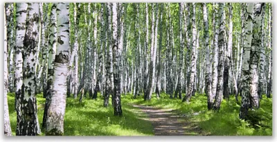 Produktbild von Tulup Leinwand-Bilder 120x60 Wandbild Canvas Kunstdruck Wald Fußpfad Natur