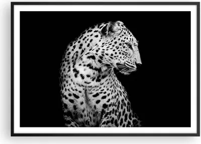 Produktbild von Gerahmtes Poster - Schwarzer Rahmen - Leopard Panther Katze - 100x70 cm - Wand Bild - Wanddeko - Wandbilder - Kunstposter - Wandposter - Bilderrahmen - Bilder - Kunstdruck - P2BAA100x70-4919