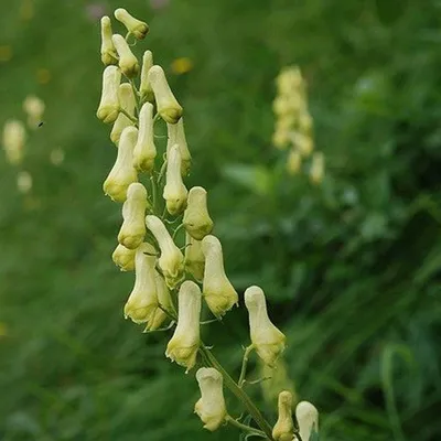 Immagine prodotto di 6 x Giardino settentrionale Aconito  - Aconitum septentrional 'Ivorine'  | Vaso 9 cm x 9 cm