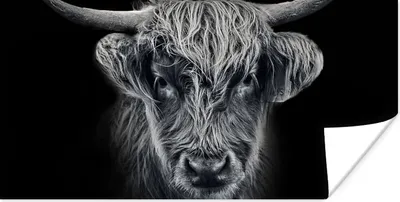 Produktbild von MuchoWow® Poster Schottischer Highlander - Schwarz - Kuh - Tiere 40x20 cm - Poster für die Wand - Poster Schlafzimmer