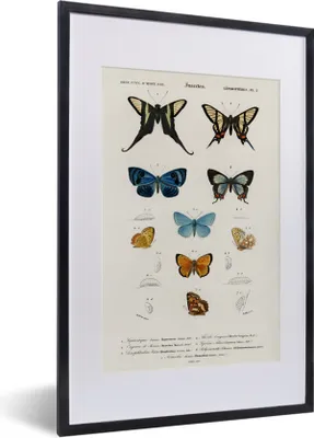 Produktbild von MuchoWow® MuchoWow® Gerahmtes Poster Schmetterling - Vintage - Insekten 40x60 cm - Poster mit zchwarzem Bilderrahmen - Poster in Rahmen