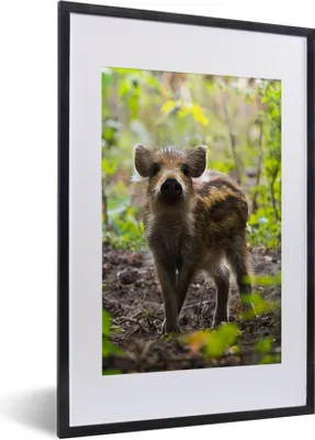 Produktbild von MuchoWow® MuchoWow® Gerahmtes Poster Wildschwein - Wald - Tier 40x60 cm - Poster mit zchwarzem Bilderrahmen - Poster in Rahmen