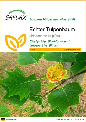 Produktbild von SAFLAX - Echter Tulpenbaum - Liriodendron tulipifera - 20 Samen