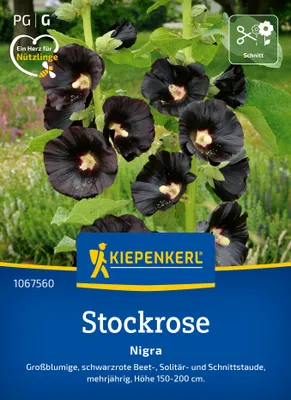 Artikelbild 2 von 'Stockrose Nigra' aus der Kategorie Stockrosensamen