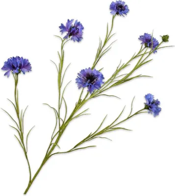 Produktbild von Kunstblume von Silk-ka – Kornblumenzweig aus Seide, hellblau, 92 cm
