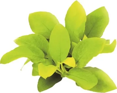Produktbild von Zwerg-Speerblatt gold - Anubias nana gold