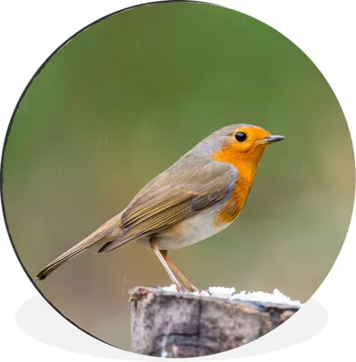 Produktbild von MuchoWow® Aluminium Wandkreis Tiere - Vogel - Rotkehlchen Ø 90 cm Wanddeko Modern Wohnzimmer - Mauerkreis - Wandbilder - Runde Bild - Bild aus Aluminium - Schlafzimmer - Wohnzimmerdekoration - Wand Dekoration