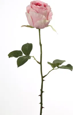 Produktbild von Fink ROSE, Kunstblume, Kunstfasern, rose, H. 60 cm Höhe: 60.00 cm  180067