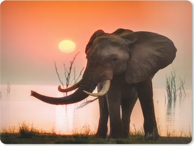 Produktbild von MuchoWow® Mauspad Mousepad Elefant - Tiere - Wasser - Sonnenuntergang 23x19 cm - Mousepads - Maus Mat - Pad - Mausunterlage - Schreibtischunterlage - Mauspad