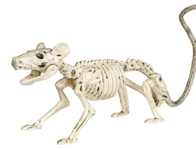 Produktbild von Skelett Ratte als Halloween Dekoration 20cm, KI-generiertes Bild