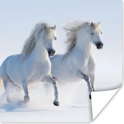 Produktbild von MuchoWow® Poster Winter - Pferde - Schnee 75x75 cm - Wand Dekoration