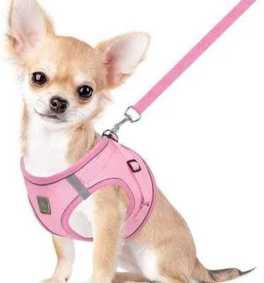 Produktbild von Famanu Katzenharness mit Leine - Weiches Mesh-Harness für kleine und mittelgroße Hunde - Verstellbar, reflektierend und atmungsaktiv
