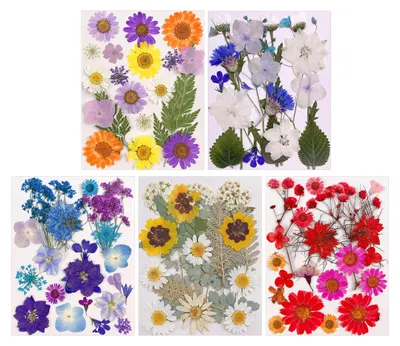 Gepresste Trockenblumen, 100 Stück, 5 Farbmotive, für Harzdesign