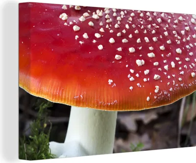 Produktbild von OneMillionCanvasses® - Leinwandbilder - 140x90 cm, Fliegenpilz mit Fleckenproblem, Wandbilder Kunstdruck Wanddekoration - Foto auf Leinwand - Gemälde auf Holzrahmen