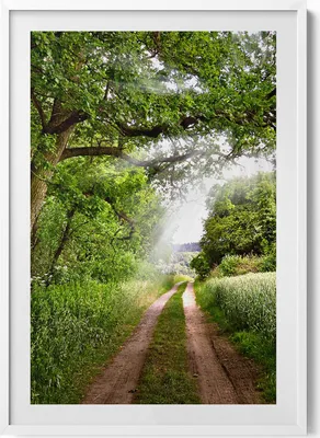 Produktbild von Weg, Bäume und Sonnenschein– Wandbild mit Rahmen – Gerahmtes Bild  – Wanddekoration – 70x100 cm –  Weiß Rahmen
