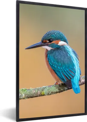 Produktbild von MuchoWow® Gerahmtes Poster Vogel - Eisvogel - Tiere - Zweig 60x90 cm - Poster mit Schwarzem Bilderrahmen Wandposter Rahmen Foto Bilder - Kunst