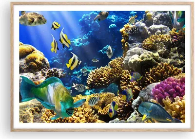 Produktbild von Gerahmtes Poster - Rahmen in heller Eiche - Korallenriff Ozean Krabbe Fisch - 100x70 cm - Wand Bild - Wanddeko - Wandbilder - Wandposter - Bilderrahmen - Bilder - Kunstdruck - P2NAA100x70-2662