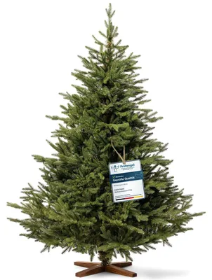 Productafbeelding van Kerstboom kunstkerstboom - Spuitgegoten PE - 180 cm - Essenhouten standaard - Groen
