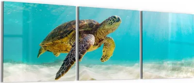 Produktbild von DEQORI Glasbild Echtglas 3x50x50 cm 'Schildkröte unter Wasser' Wandbilder XXL groß