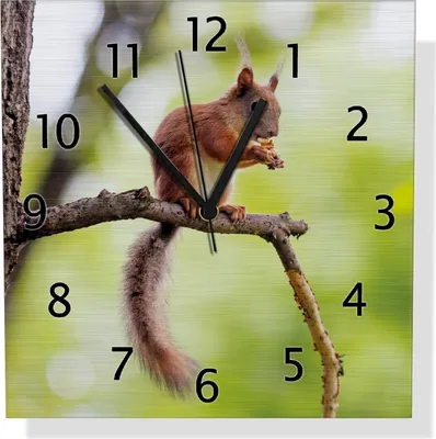 Produktbild von Wallario Design Wanduhr Eichhörnchen auf einem Ast aus Aluverbund, Größe 30 x 30 cm