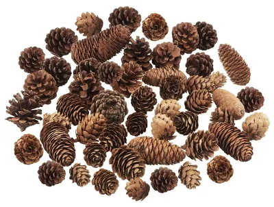 Immagine prodotto di Set di 40 pigne naturali per decorazioni natalizie