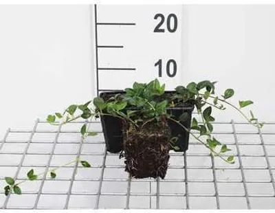 Produktbild von 12 x Vinca minor 'Alba' - Kleine Weißblühende Immergrün - Topf 9 cm x 9 cm