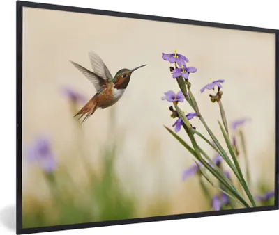 Produktbild von MuchoWow® MuchoWow® Gerahmtes Poster Vogel - Kolibri - Blumen - Lila 60x40 cm - Poster mit zchwarzem Bilderrahmen - Printing - Wanddeko Schlafzimmer