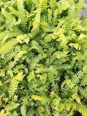 Obrázek produktu pro 6 x Blechnum spicant - Žebrovitá kapradina Spicant - květináč 9 x 9 cm