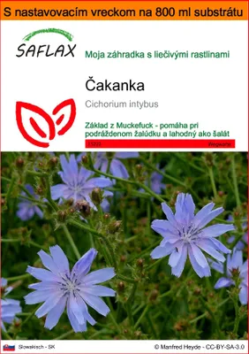 Obrázok produktu pre SAFLAX Garden in the bag - čakanka - Cichorium intybus - 250 Semená - S pestovateľským substrátom v praktickom samostaviteľnom vrecku