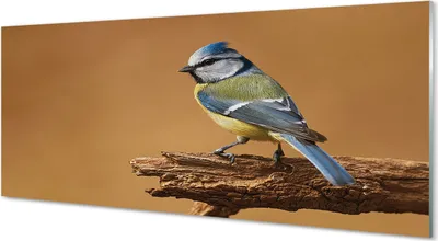 Produktbild von Glasbilder 125x50 Wandkunst Vogel