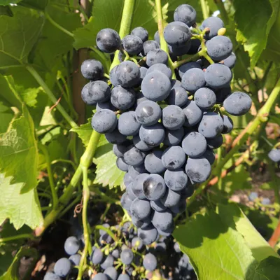 Zdjęcie produktu dla Winorośl Cabernet Cantor 2L
