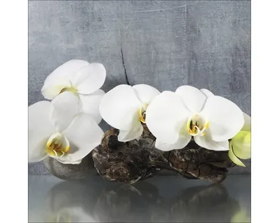 Produktbild von Glasbild White Orchid II 30x30 cm