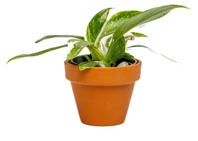 Produktbild von Gardners Philodendron White Wizard, Durchmesser 6 cm
