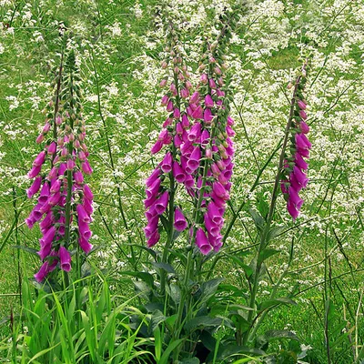 Produktbild von 6 x Fingerhut - Digitalis purpurea 'Excelsior Hybrids' | Topf 9cm x 9cm