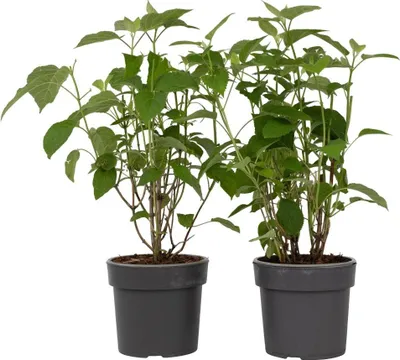 Two potted plants are shown against a white background.