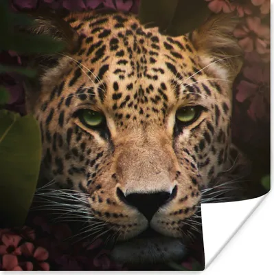 Produktbild von MuchoWow® Poster Tiere - Panther - Dschungel 75x75 cm - Wand Dekoration
