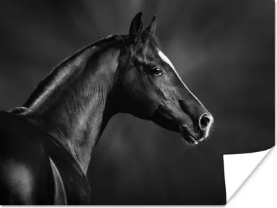 Produktbild von MuchoWow® Poster Pferd - Tiere - Schwarz - Weiß - Porträt 120x90 cm - Wandbild