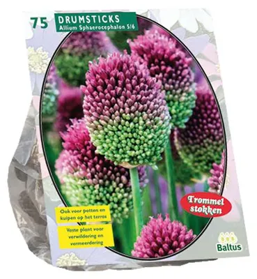 Productafbeelding van Allium Sphaerocephalon per 75 bloembollen Baltus