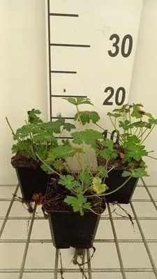 Obrázok produktu pre 6 x Geranium cant. 'Berggarten' - Storchschnabel - Topf 9 x 9 cm