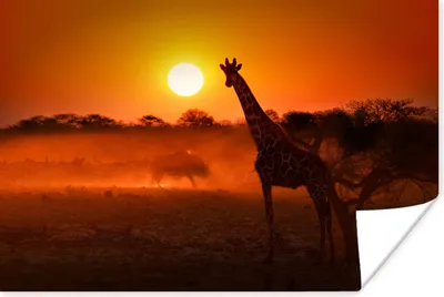 Produktbild von MuchoWow® Poster Giraffe - Sonne - Savanne 60x40 cm - Schlafzimmerdekoration