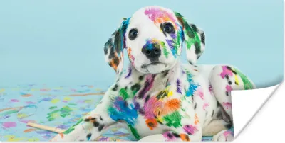 Produktbild von MuchoWow® Poster Hund - Farbe - Blau 80x40 cm - Wanddeko