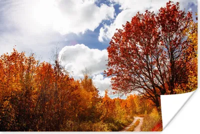 Produktbild von MuchoWow® Poster Baum - Weg - Herbst 120x80 cm - Bilder